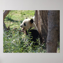 Parte I de la manía de la panda Poster