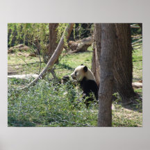 Parte IV de la manía de la panda Impresiones