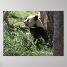 Parte V de la manía de la panda Poster
