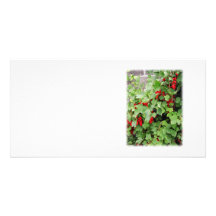 Pasas rojas en la planta. Hojas del verde Tarjetas Personales