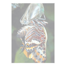Pascha con dos colas, jasius de Charaxes, Provence Comunicados