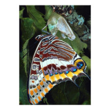 Pascha con dos colas, jasius de Charaxes, Provence Invitaciones Personales