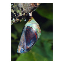 Pascha con dos colas, jasius de Charaxes, Provence Comunicado Personalizado