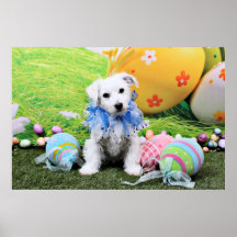 Pascua - Bichon Frise X - Sammy Poster
