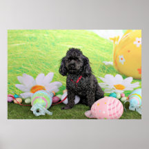 Pascua - caniche - joven poster