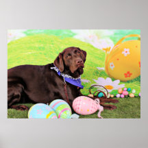 Pascua - chocolate Labrador - Hershey Poster