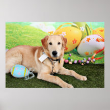 Pascua - golden retriever - Augie Impresiones