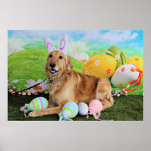 Pascua - golden retriever - Molly Posters
