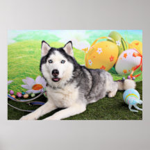 Pascua - husky siberiano - Luka Poster