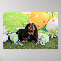 Pascua - perro de aguas de rey Charles arrogante - Poster