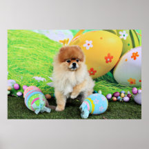 Pascua - Pomeranian - Dexter Posters