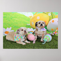 Pascua - Shih Tzu - clementina y Winston Impresiones