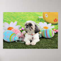 Pascua - Shih Tzu - Sophie Posters
