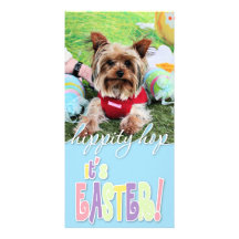 Pascua - Yorkshire Terrier - descarados Tarjetas Fotograficas