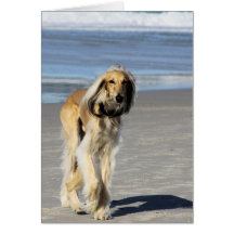 Paseo de Saluki en la playa Tarjetón