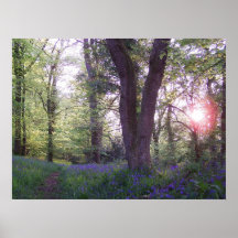 Paseo del Bluebell Impresiones