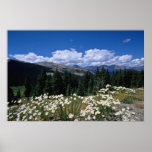 paso blanco del Boreas, flores de Breckenridge Posters