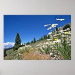 Paso del Boreas, flores de Breckenridge, los E.E.U Poster