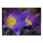 Pasque-flor azul tarjeton