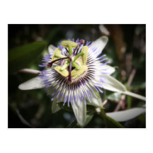 passiflora, flower, mylifeisart tarjetas postales