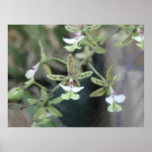 Pastel de la orquídea del saltamontes posters