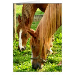 Pasto de la tarjeta de los caballos