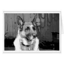Pastor del Sable (blanco y negro) Tarjetas