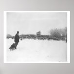 Pastor y perro en el campo de las ovejas poster