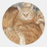 Patatas del gato etiqueta redonda