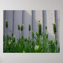 Patio Lavendar Poster