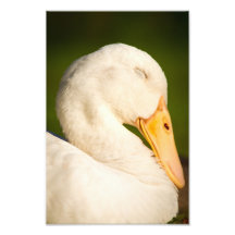 Pato blanco el dormir arte fotográfico