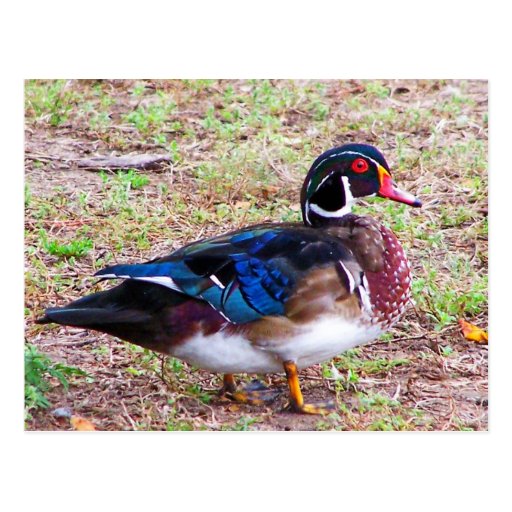 pato con las marcas preciosas postal