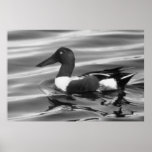 Pato cuchara septentrional impresiones
