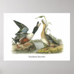 Pato cuchara septentrional, Juan Audubon Impresiones