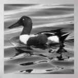 Pato cuchara septentrional poster
