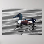 Pato cuchara septentrional poster
