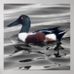 Pato cuchara septentrional poster