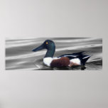 Pato cuchara septentrional poster