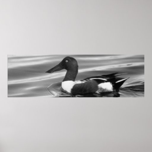 Pato cuchara septentrional posters