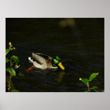 pato de consumición poster