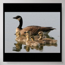 Pato de la madre con los anadones impresiones