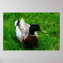 Pato de la madre impresiones