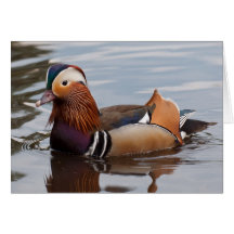 Pato de mandarín masculino Notecard Tarjetón