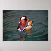 Pato de mandarín poster