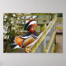 pato de mandarín posters