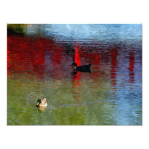 Pato de Pekín Fotografia