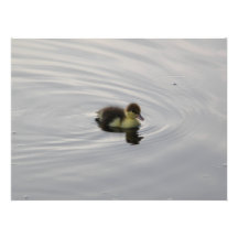 Pato del bebé fotografía  