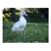 Pato del bebé postales