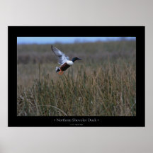 Pato del pato cuchara septentrional posters