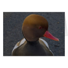 Pato del pato de mar tarjetas